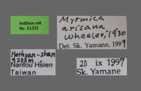 Myrmica arisana Wheeler, 1930 Label