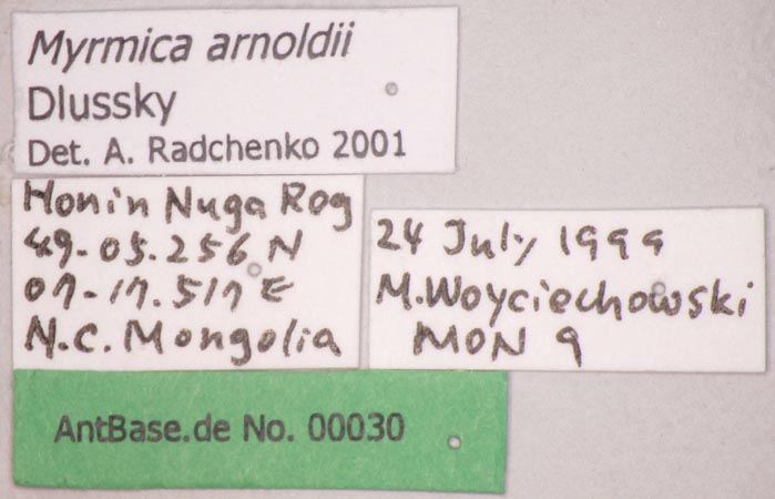 Myrmica arnoldii Dlussky, 1963 Label