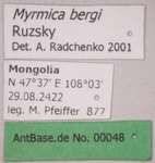 Myrmica bergi Ruzsky, 1902 Label