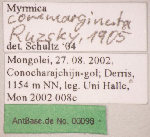 Myrmica commarginata Ruzsky, 1905 Label