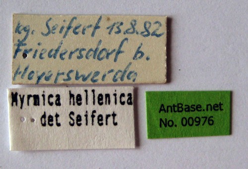 Myrmica constricta Karavaiev, 1934 Label