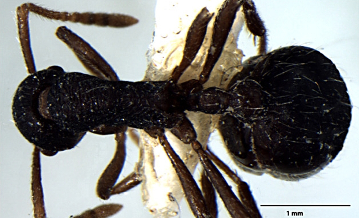 Foto Myrmica curvispinosa ergatoid Bharti & Sharma, 2013 dorsal