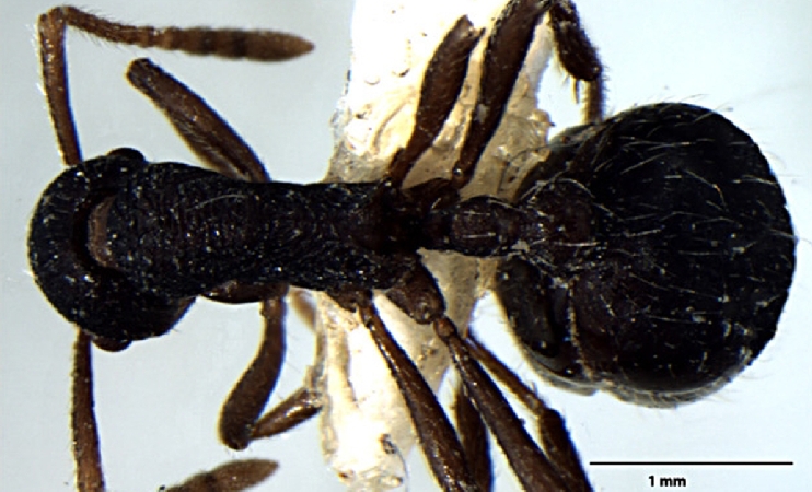 Myrmica curvispinosa ergatoid Bharti & Sharma, 2013 dorsal