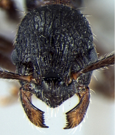 Myrmica curvispinosa Bharti & Sharma, 2013 frontal