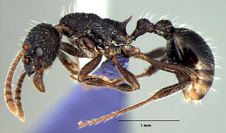Myrmica curvispinosa Bharti & Sharma, 2013 lateral