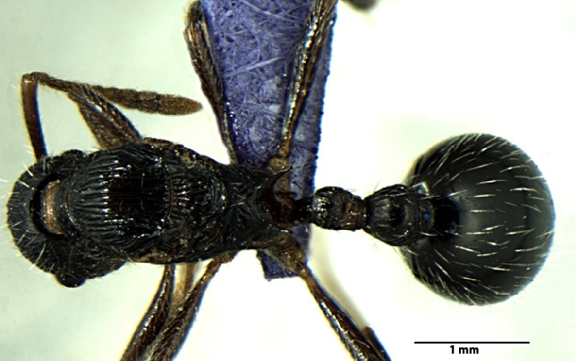 Foto Myrmica curvispinosa Bharti & Sharma, 2013 dorsal