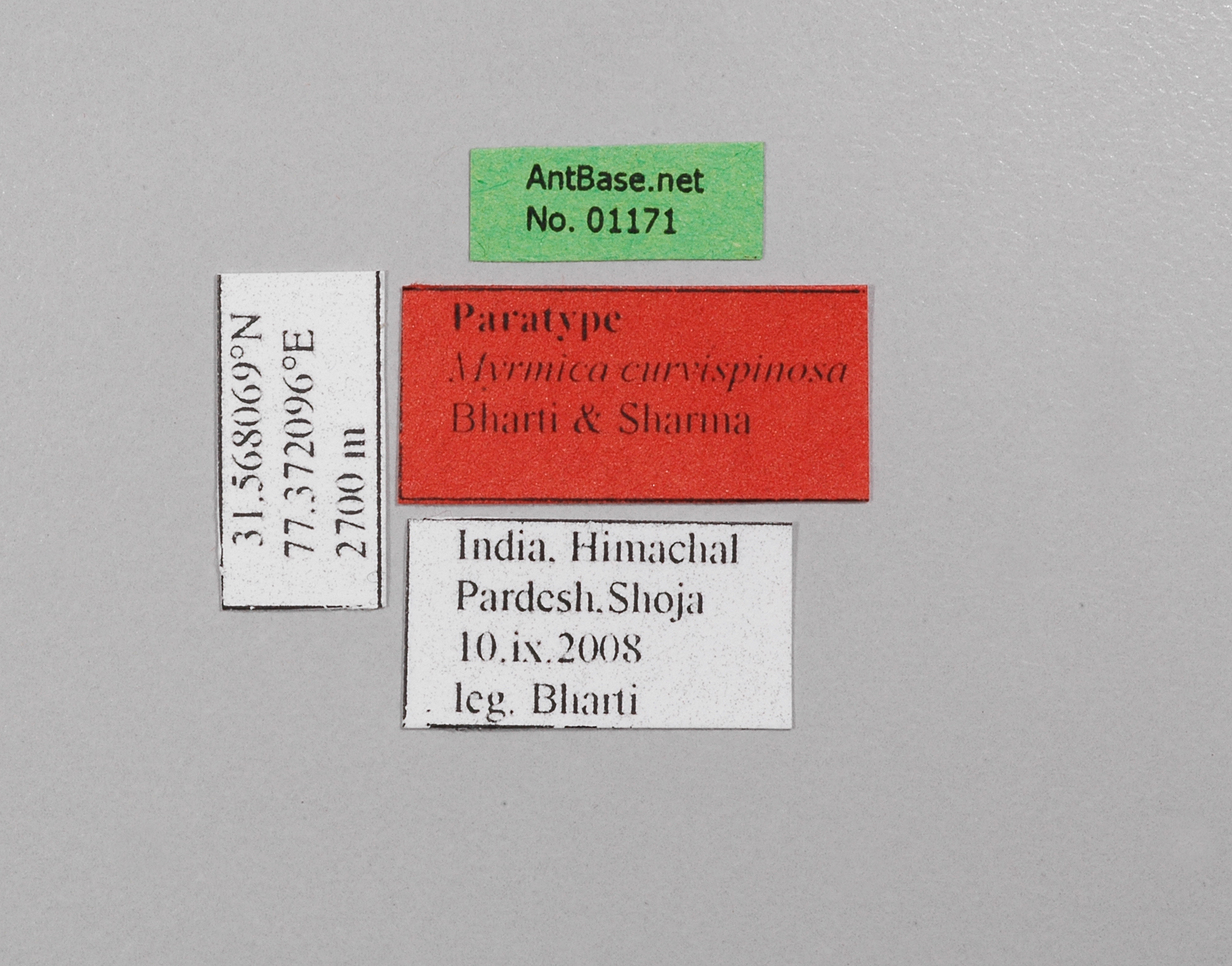 Foto Myrmica curvispinosa Bharti & Sharma, 2013 Label
