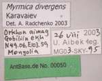 Myrmica divergens Karavaiev, 1931 Label
