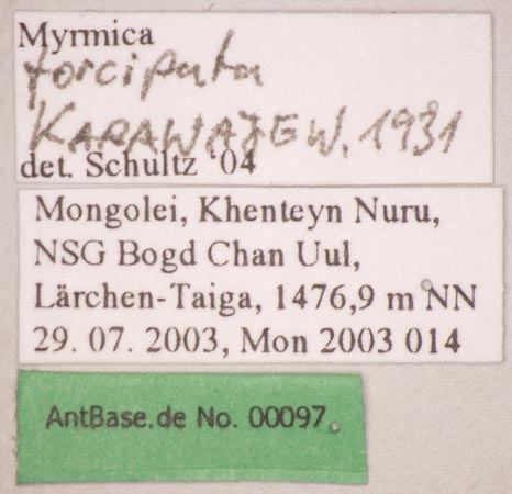 Foto Myrmica forcipata Karavaiev, 1931 Label