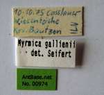 Myrmica gallienii Bondroit, 1920 Label
