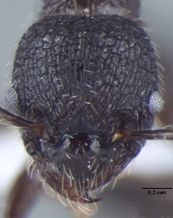 Myrmica nefaria Bharti, 2012 frontal