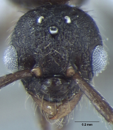 Myrmica nefaria Bharti, 2012 frontal