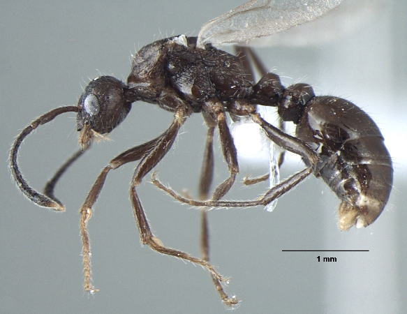 Myrmica nefaria Bharti, 2012 lateral