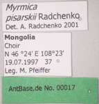 Myrmica pisarskii Radchenko, 1994 Label