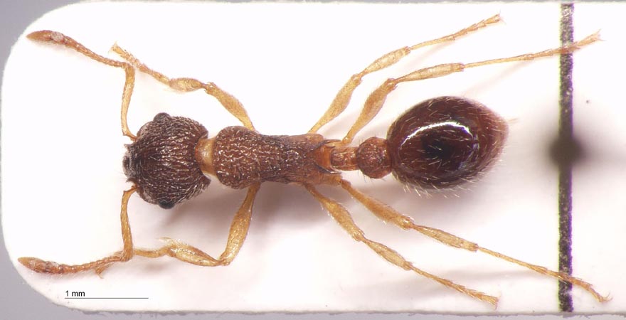 Myrmica scabrinodis var. eidmanni Menozzi, 1930 dorsal