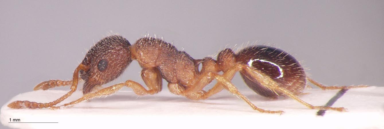 Myrmica scabrinodis var. eidmanni Menozzi, 1930 lateral