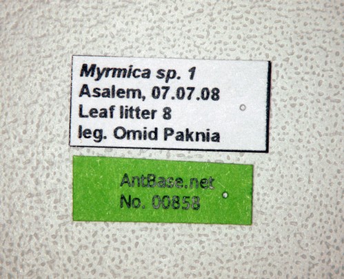 Myrmica sp.1 Label