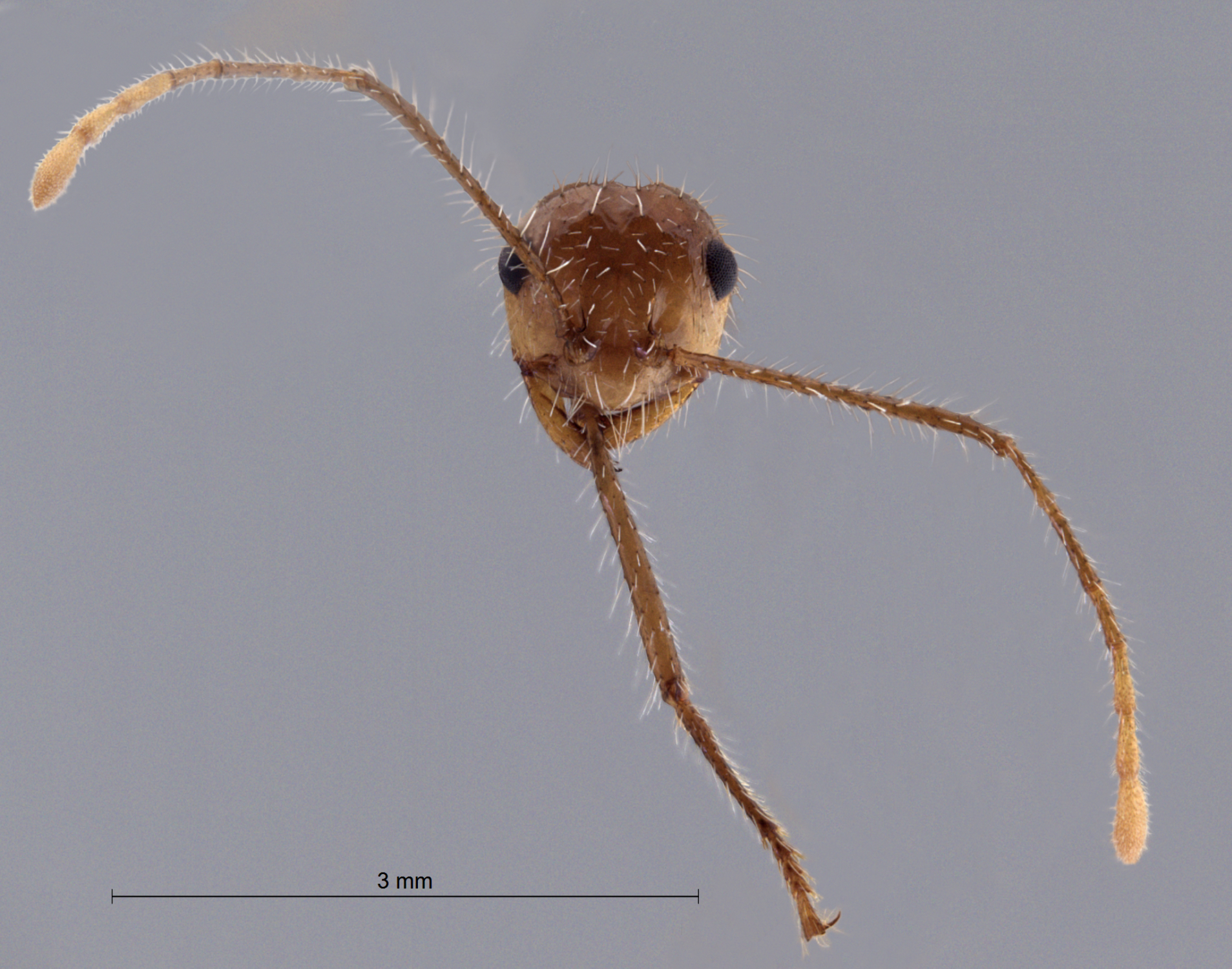 Foto Myrmicaria arachnoides (F.Smith, 1857) frontal