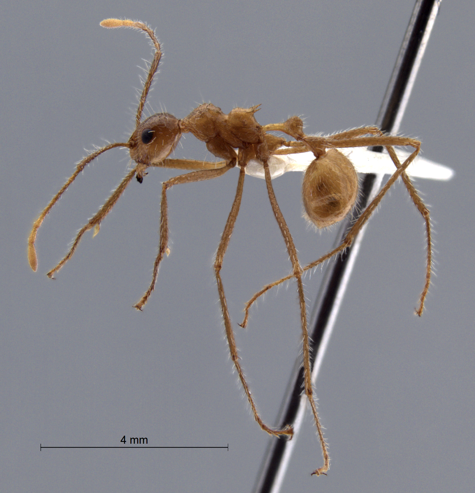 Foto Myrmicaria arachnoides (F.Smith, 1857) lateral