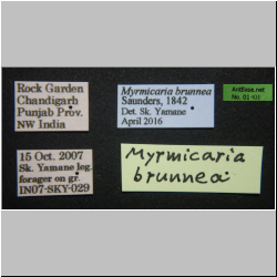 Myrmicaria brunnea Saunders, 1842 Label