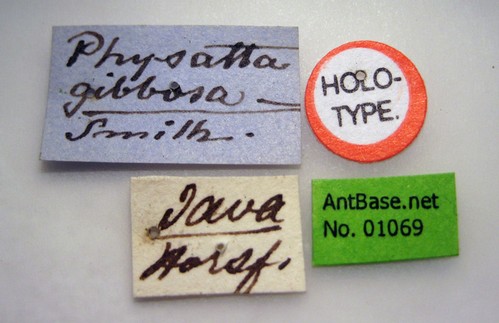Myrmicaria brunnea subcarinata Smith, 1857 Label