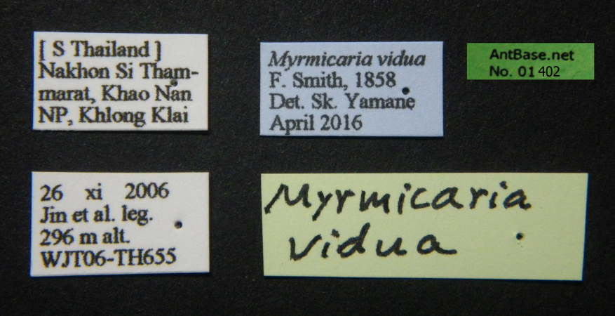 Myrmicaria vidua F. Smith, 1858 Label