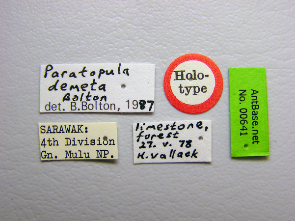 Foto Paratopula demeta Bolton, 1988 Label