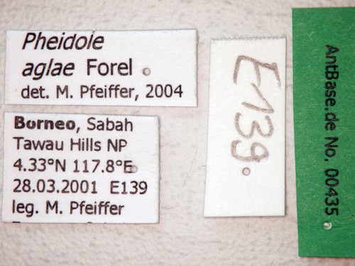 Pheidole aglae Forel, 1913 Label
