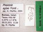 Pheidole aglae Forel, 1913 Label
