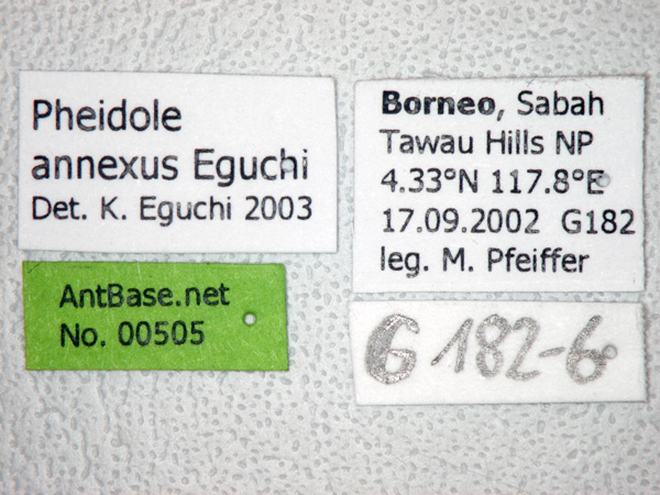 Foto Pheidole annexus Eguchi,2001 Label