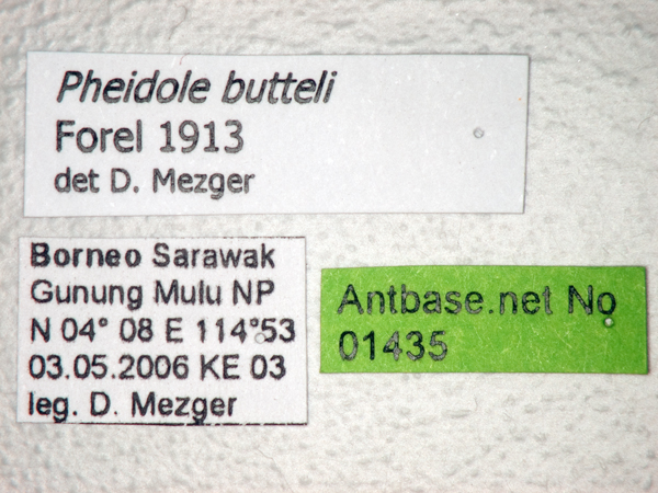 Foto Pheidole butteli Forel, 1913 Label