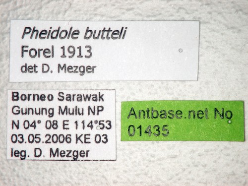 Pheidole butteli Forel, 1913 Label