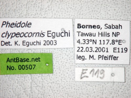 Pheidole clypeocornis Eguchi, 2001 Label