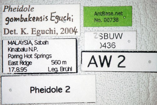 Pheidole gombakensis Eguchi,2001 Label
