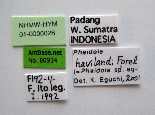 Pheidole havilandi Forel, 1911 Label
