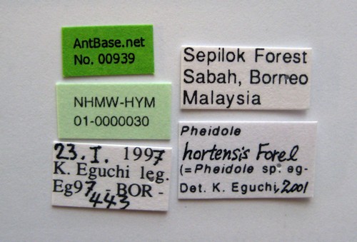 Pheidole hortensis Forel, 1913 Label