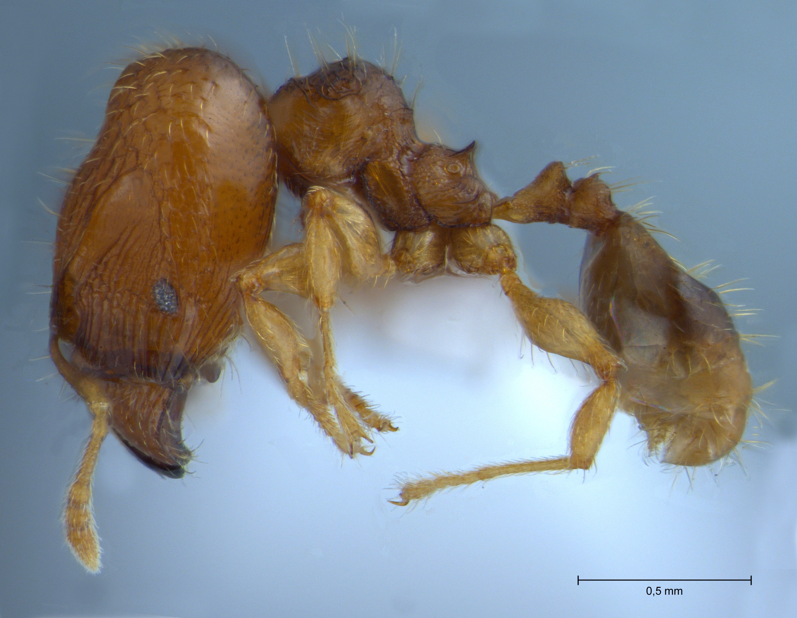 Foto Pheidole hortensis Forel, 1913 lateral