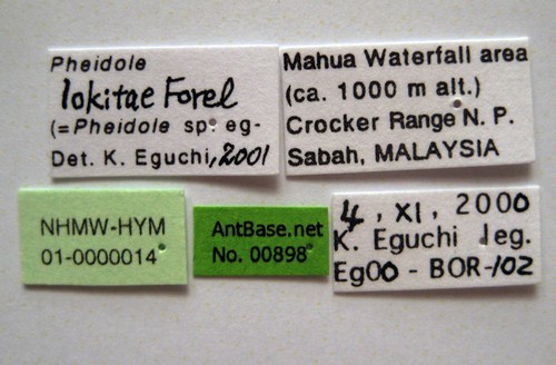 Pheidole lokitae Forel, 1913 Label