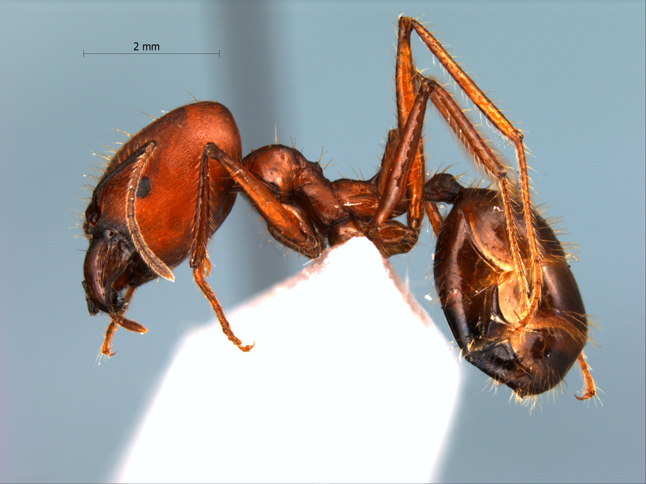 Foto Pheidole longipes major Latreille, 1802 lateral