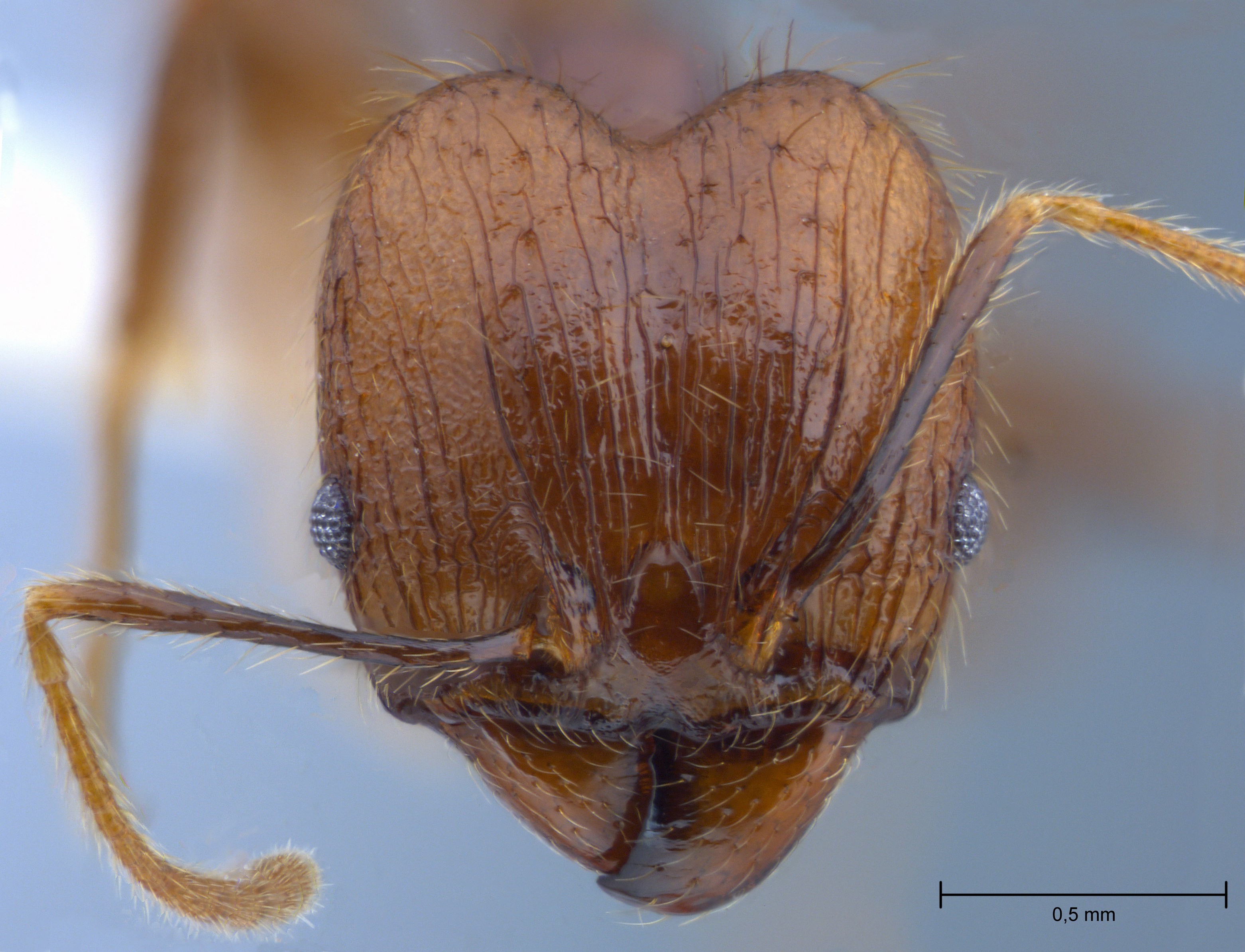 Foto Pheidole orophila Eguchi, 2001 frontal
