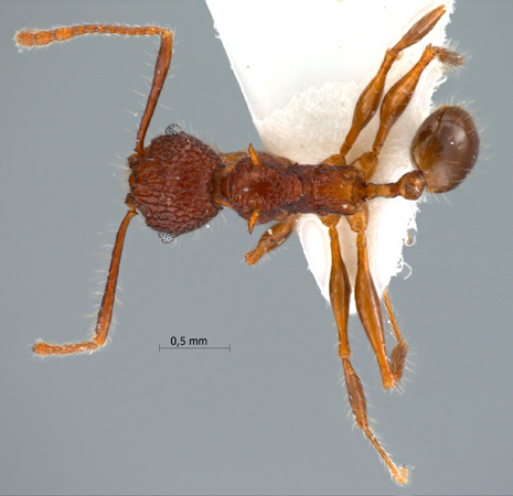 Pheidole quadrensis Forel,1900 dorsal