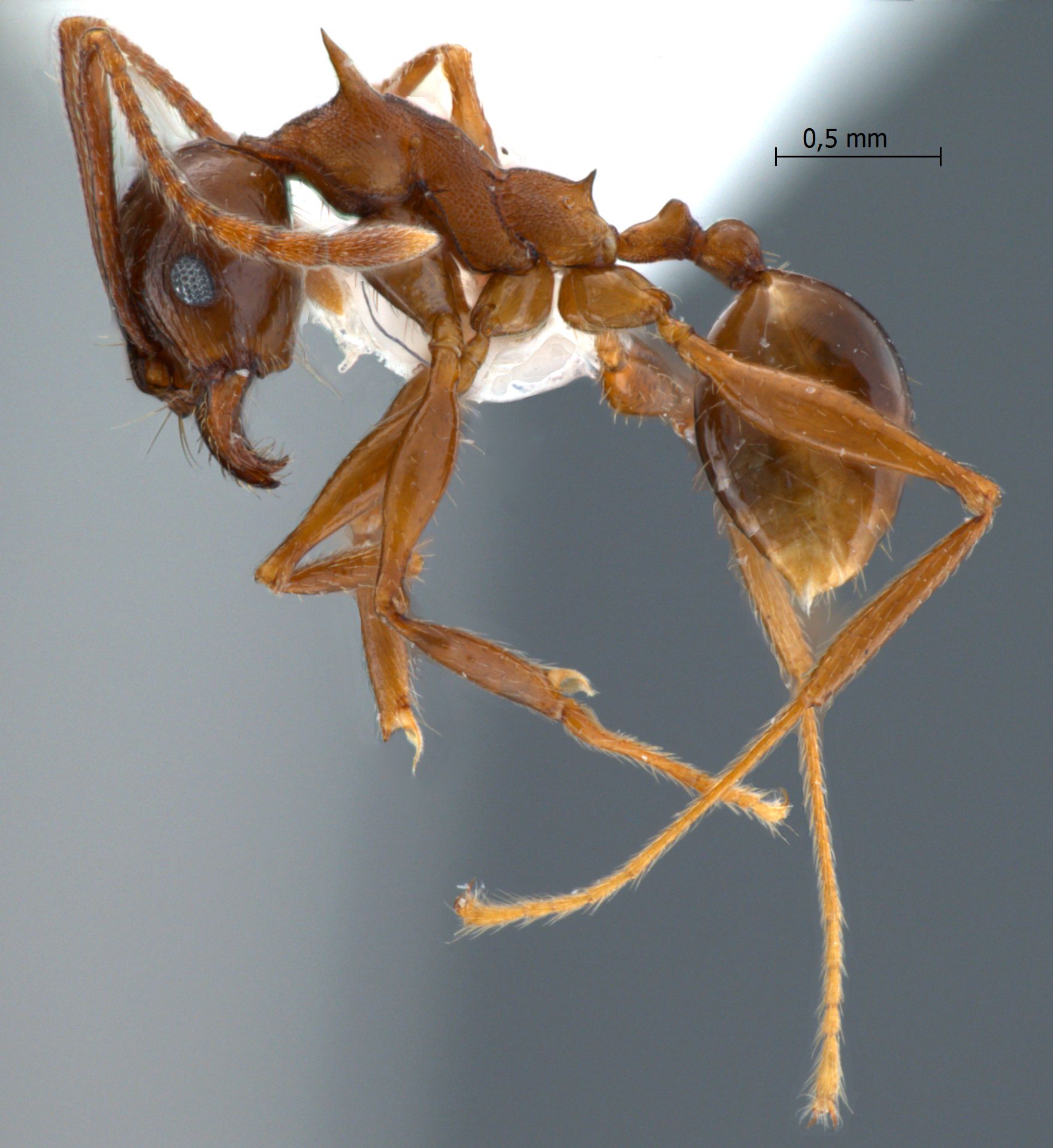 Foto Pheidole quadricuspis Emery,1900 lateral