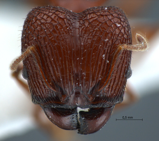 Pheidole quadricuspis Emery,1900 frontal