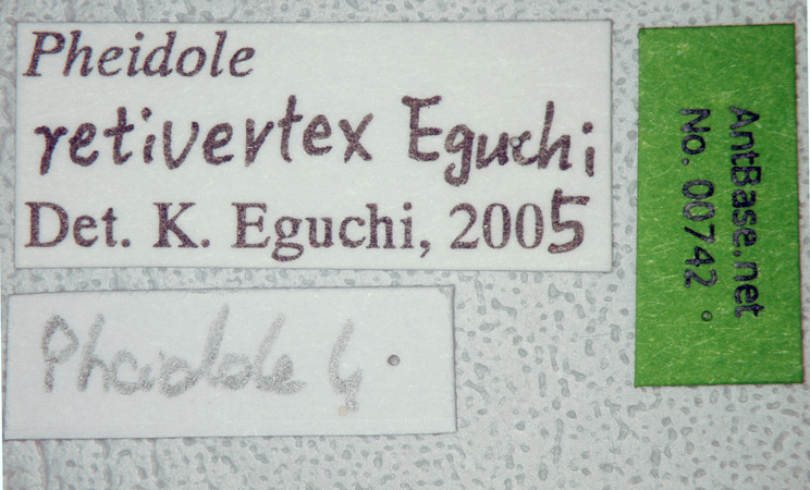 Foto Pheidole retivertex Eguchi,2001 Label
