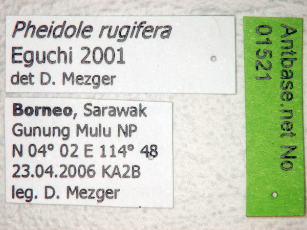 Foto Pheidole rugifera Eguchi, 2001 Label