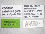 Pheidole sabahna Eguchi,2000 Label