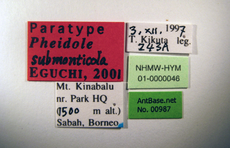 Pheidole submonticola Eguchi, 2001 Label