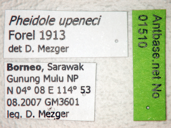 Foto Pheidole upeneci Forel, 1913 Label