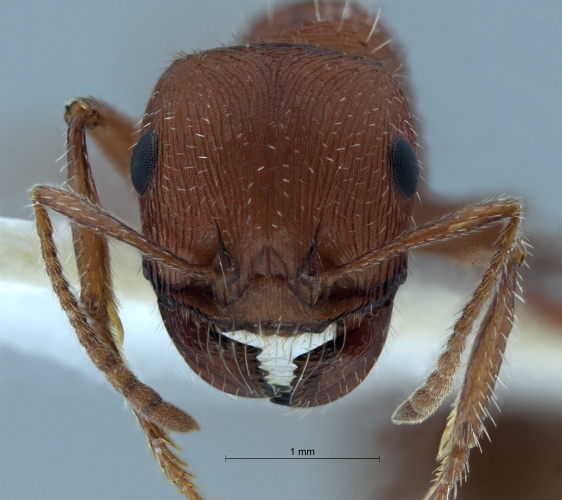 Pogonomyrmex salinus Olsen, 1984 frontal