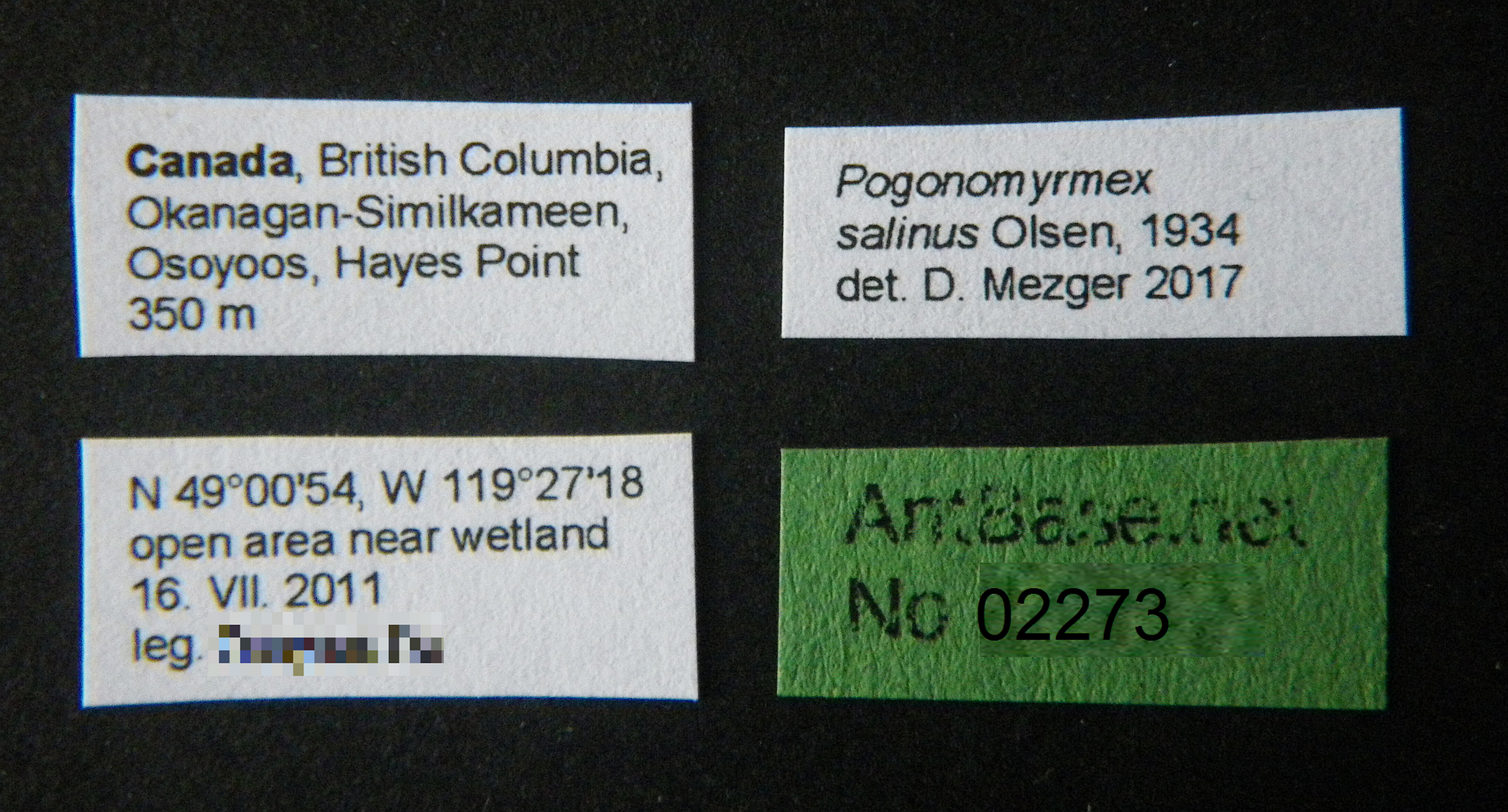 Foto Pogonomyrmex salinus Olsen, 1984 Label